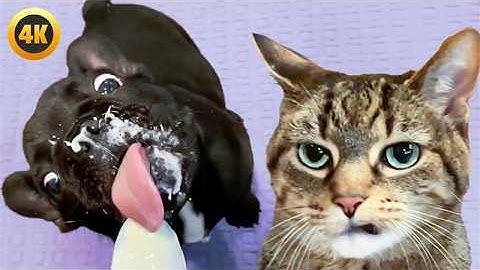 Messy Pets 🤣 | FUNNY Cat and Dog Videos