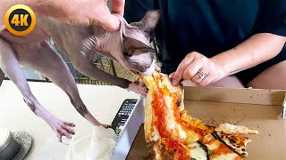 Download Lagu Hilarious Cat GUILTY! 🤣 | FUNNY Cat and Dog Videos MP3