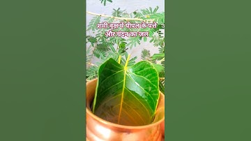 शमी वृक्ष में चंदन का जल, पीपल के पत्ते का उपाय #pandit_pradeep_ji_mishra #motivation #shorts #katha