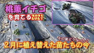 【家庭菜園】桃薫イチゴを育てる2021③２月に植え替えた苗たちの今－その後どうなった？－