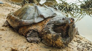 Two Weekends Turtle Trapping! With @cavemanwildlife @NKFherping 