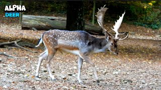 Alpha Deer Walking With Pride And Honor