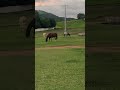 Tropa do parque Ulisses Miranda pastando no estacionamento dos caminhões #cavalo # vaquejada #viral