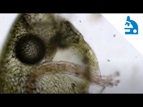 Video: Informacion për Utricularia Bladderwort - Këshilla mbi kontrollin dhe kujdesin e fshikëzës