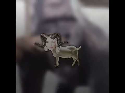 Numidia Lezoul Vs Trap King نوميديا لزول تحرش بطراب كينغ