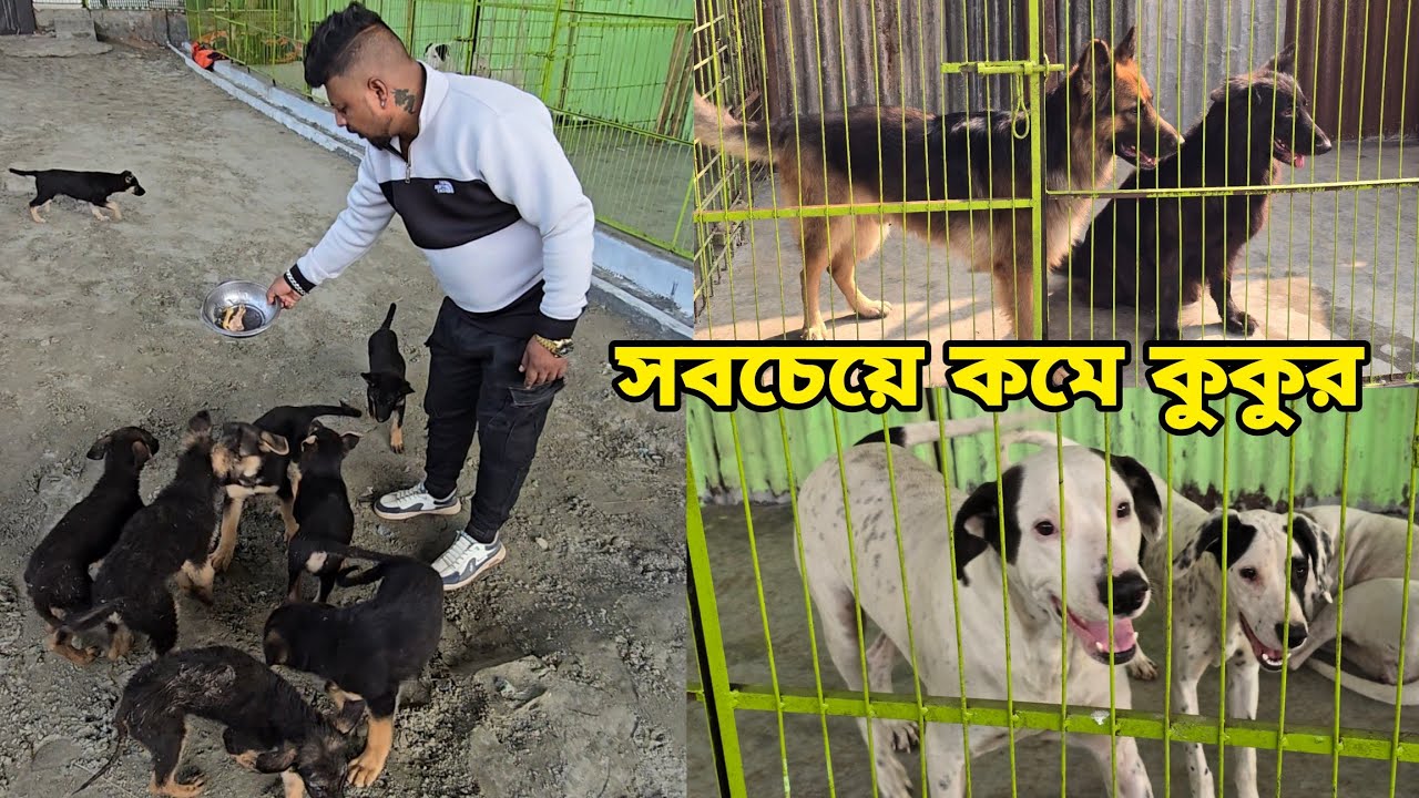 Самая маленькая собака | Большая собачья ферма в Бангладеш | Питомник больших собак в Бангладеш 🇧...