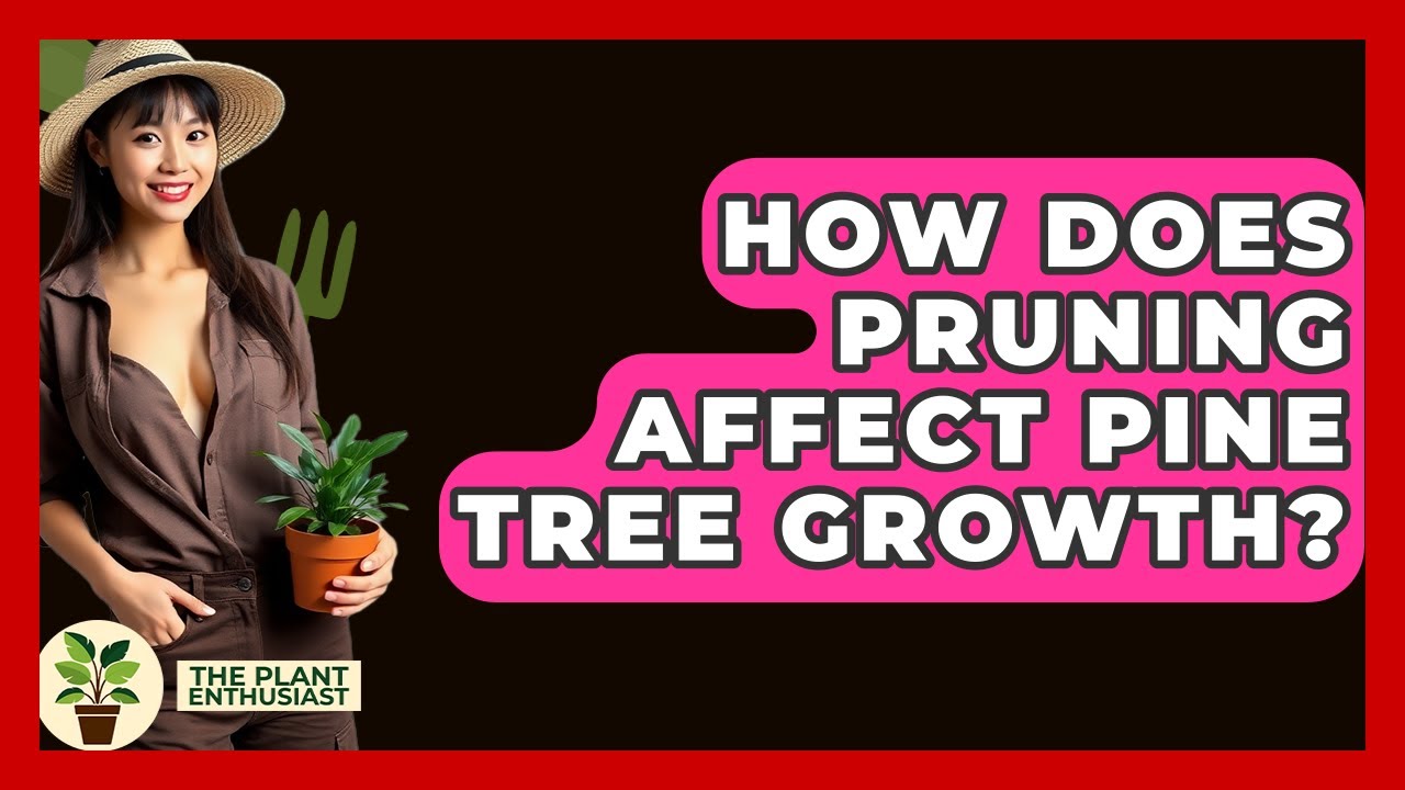 How Does Pruning Affect Pine Tree Growth? - The Plant Enthusiast
