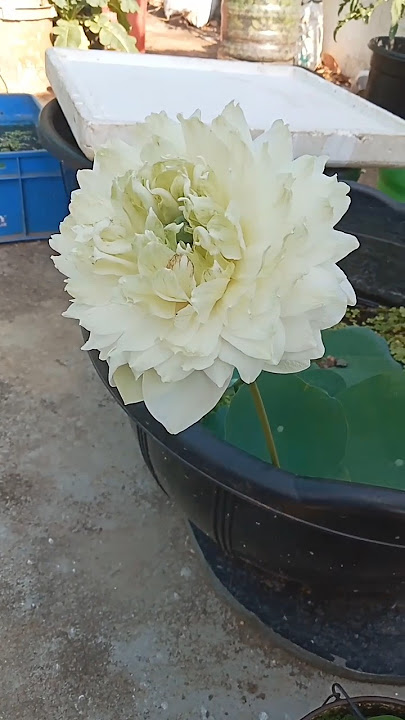 white peony vs ameri camelia