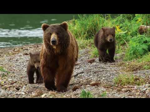 Kamchatka Bears, life begins - Trailer