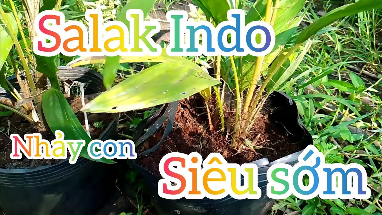 @vanhuanngo8878 . Cây Salak Indo nhảy con siêu sớm ( 9 tháng tuổi )