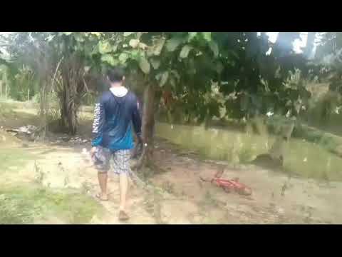 mancing-ikan-piranha