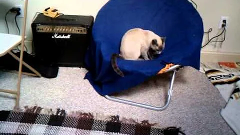 Watch the video about Siamese Tries To Reclaim Territory From Brown Tiger Cat