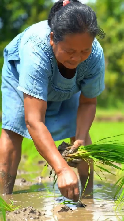 🧝♀️விவசாயி 👱♀️#vivasayi whatsapp status tamil #trending #villagelife #shorts #agriculture