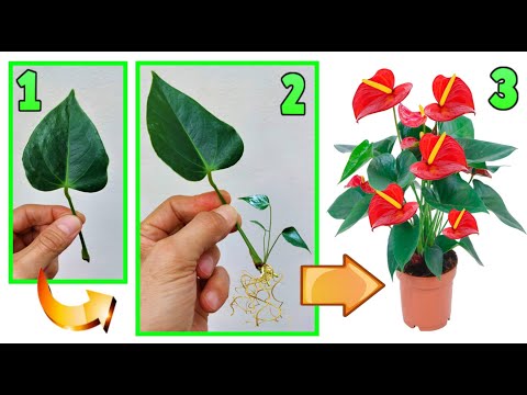Video: Propagazione dei semi di anthurium - Suggerimenti per la propagazione degli anthurium dai semi