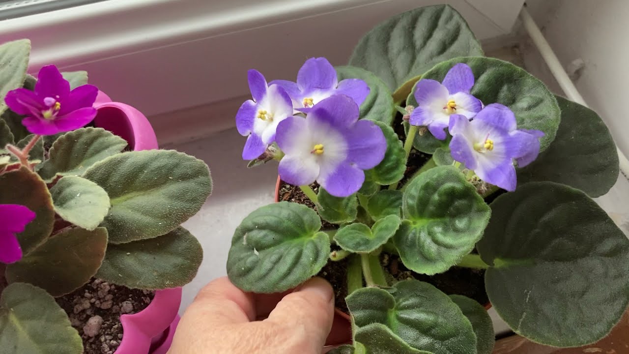 293 .Bugün Cam Önündeki Menekşeler Ve Serada Olan Bebek Menekşeler Yeni Dikmiş Olduğumuz Yapraklar.