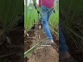 Baliraja Agrotech 7020336849