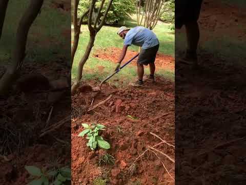 Video: Transplanting A Crepe Myrtle Tree - Tips for Moving Crepe Myrtles