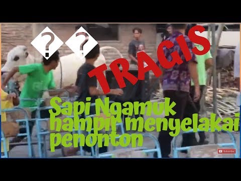 TRAGIS DI BAGIAN AKHIR!!! Sapi Ngamuk Hampir Menyelakai Penonton 😱😱😱