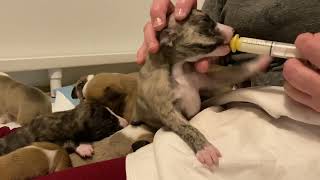 Whippet puppy feeding 2 weeks by AggieInCapeCod 224 views 2 years ago 3 minutes, 34 seconds