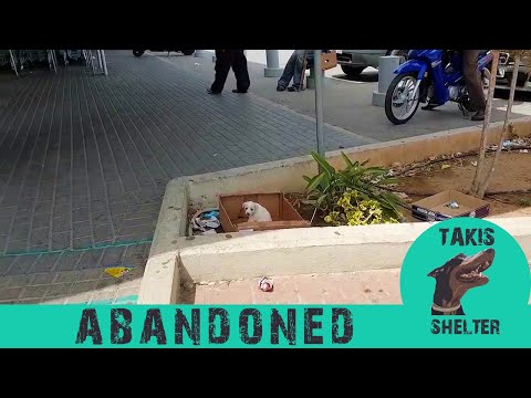 Puppy abandoned, crying out of a supermarket. Nobody even turns to look at her - Takis Shelter