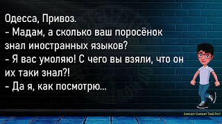 💎Звонок. Фира Открывает Дверь   Большой Сборник Смешных Анекдотов,Для Супер Настроения!