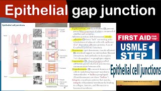 Epithelial gap junction in Hindi/Urdu by first aid for USMLE step 1
