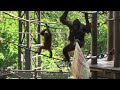 Fun with mommy!  by Loki  お母さんと一緒の楽しい時間！ロキ　Orangutan  Tama Zoological Park