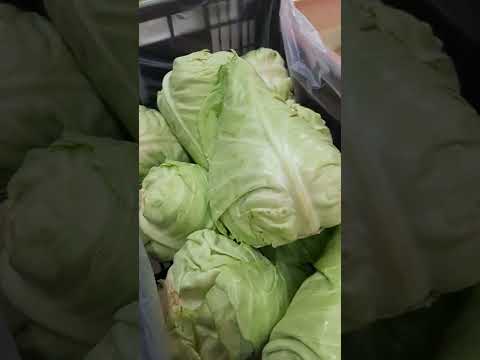 Video: Growing Murdoc Cabbages – How To Plant Murdoc Cabbage Seeds