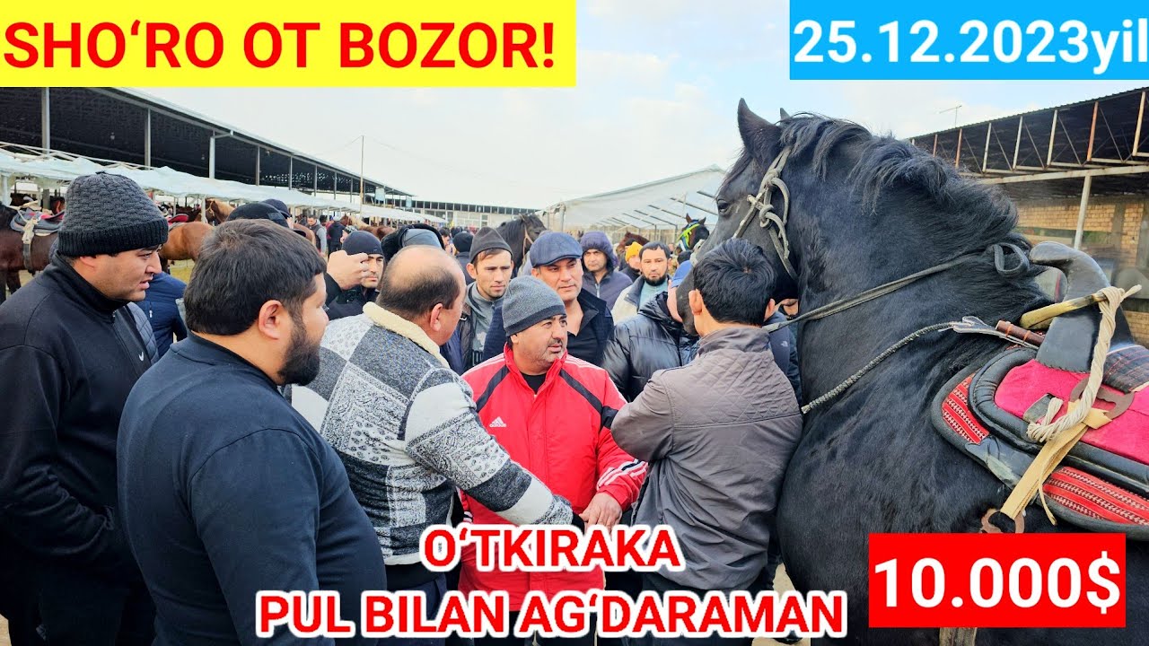 TOSHKENT SHO‘RO OT BOZOR! BUGUN BOZORGA DAXSHAT OTLAR TUSHDI 25.000$ ARAB OTLAR KELDI! Like👍👍bosamiz