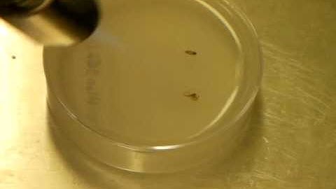 Histological methods part 3 - casting specimens part 2