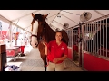 Budweiser Clydesdales | CMA Fest 2014 | CMA
