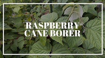 The #1 Reason Your Raspberry Canes are Dying | Raspberry Cane Borer