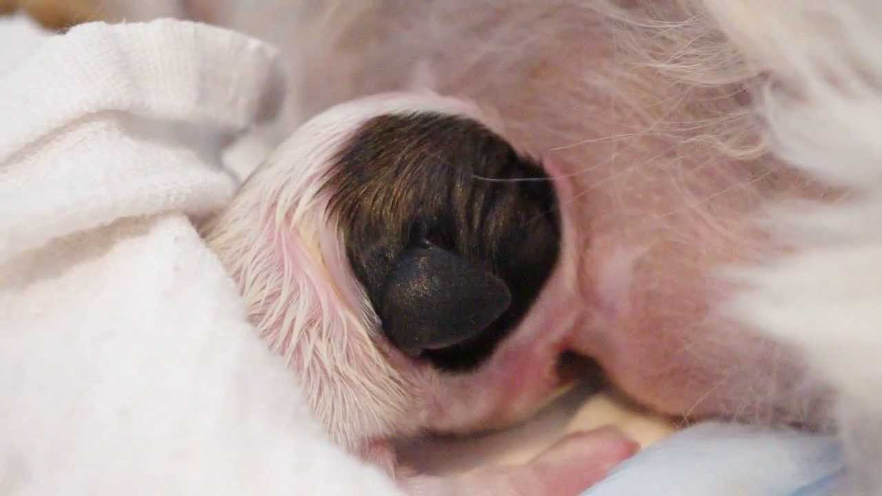 1ere Tetee Du 1er Bebe De Gribouille Naissance Des Chiots Shih Tzu De Gribouille Youtube