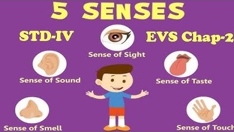 Std-IV Evs Chapter-2 Sense Organ-window To The World