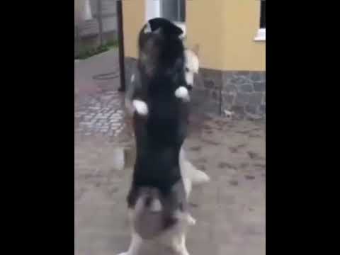 Собаки Танцуют