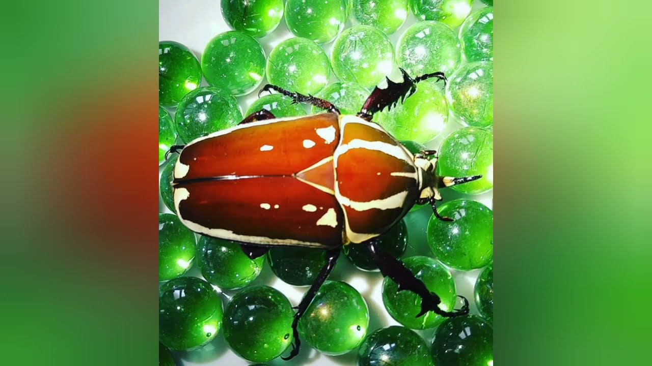 Обзор и содержание жука Mecynorrhina Torquata Ugandensis (MTU)