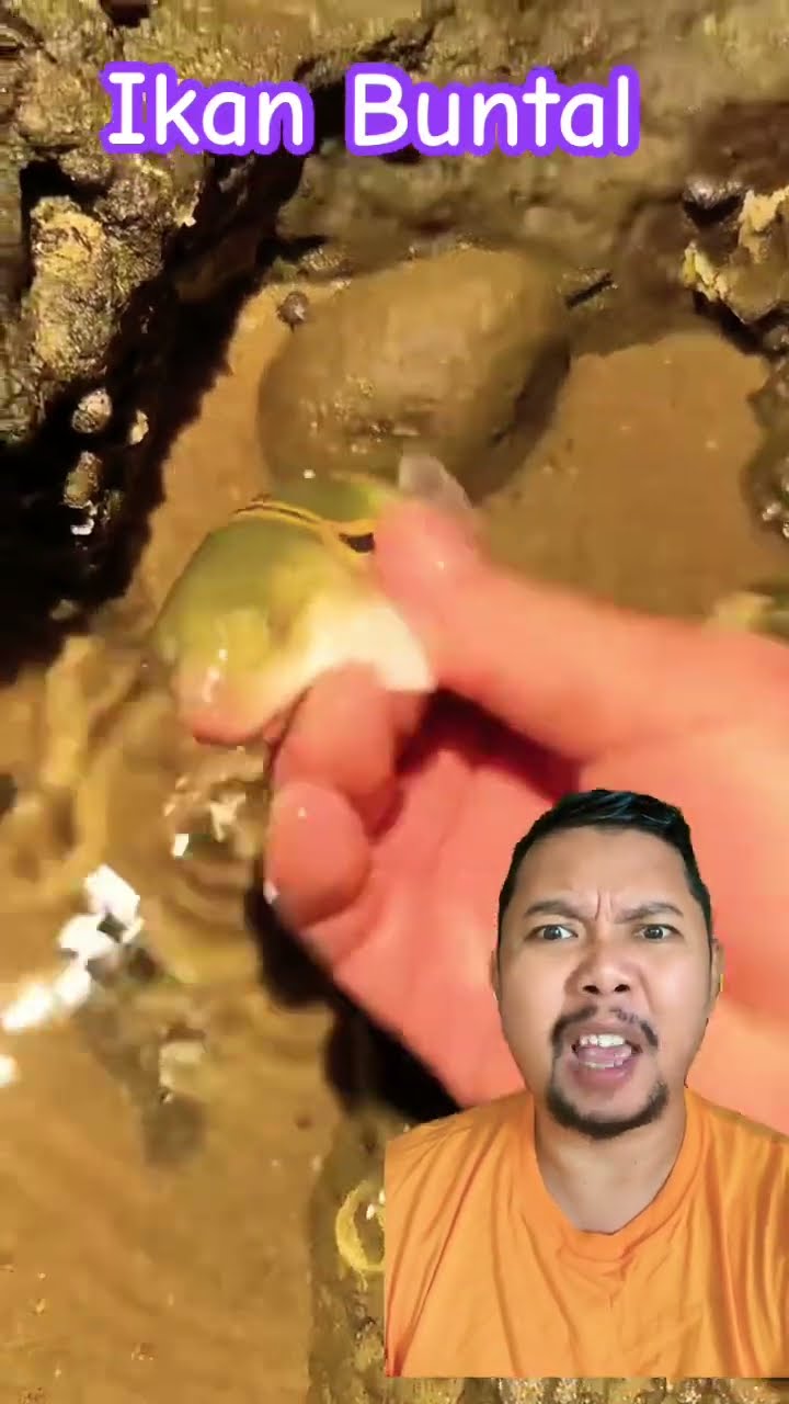 IKAN BUNTAL YANG CANTIK!!!!? #comedy #shortsfeed #funny #stitch #fish