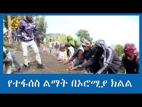 ቪዲዮ: በነፋስ የተበከሉ ተክሎች የአበባ ማር አላቸው?