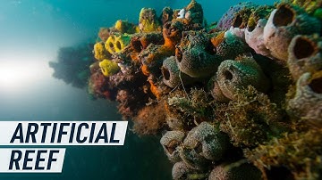 How artificial reefs could offer a new climate solution | Mashable