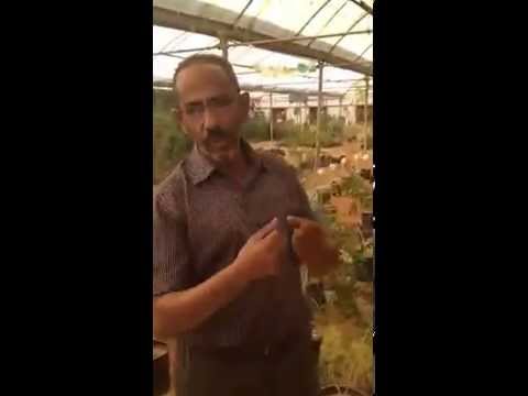 فائدة نبات الأرطاء الطبيه