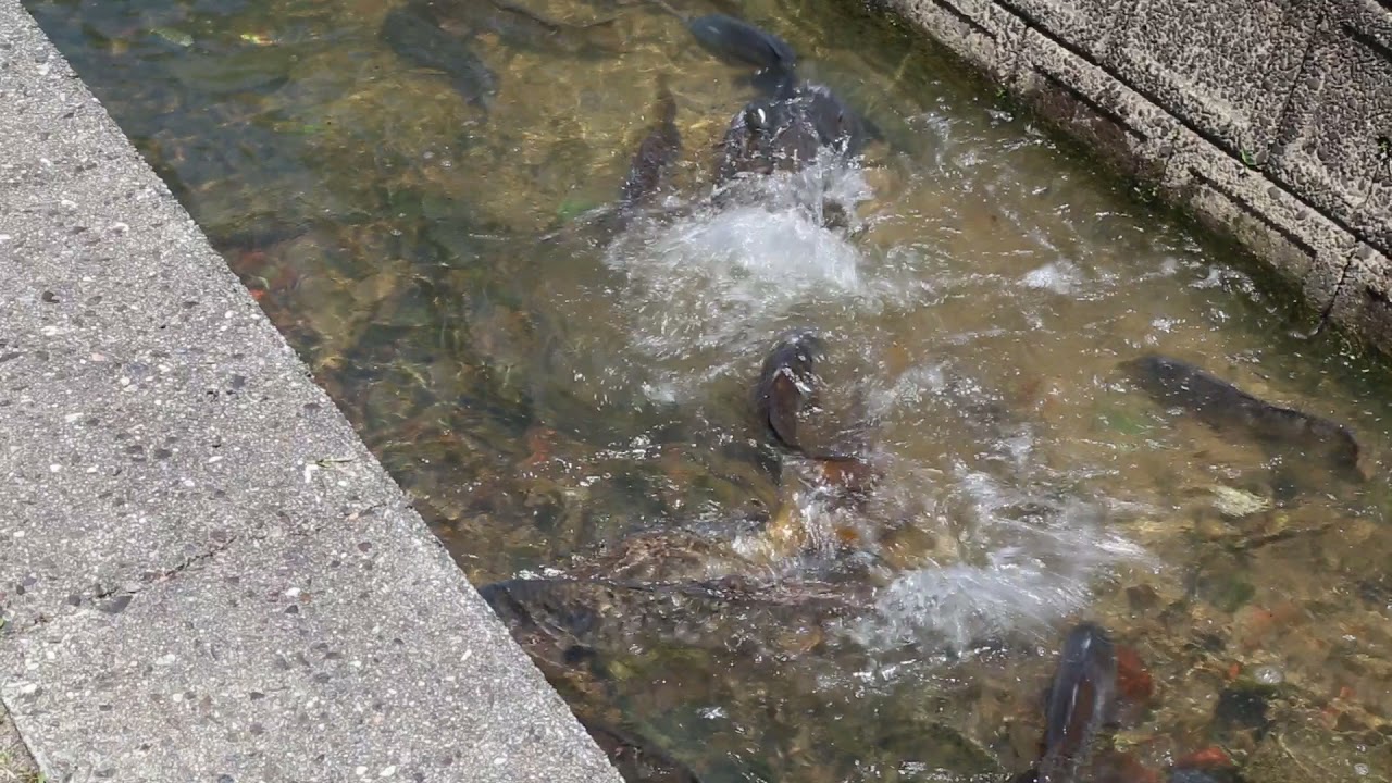 水しぶきが見えたら水温18度 碧南市で産卵シーズンの鯉を激写 Katch キャッチネットワーク