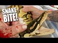 SNAKE BITE WHILE GETTING SNAKE EGGS!!! | BRIAN BARCZYK