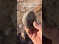 Amazing ammonite fresh from the cliff #fossil #beach #dinosaur#nature #sea#history #fossils
