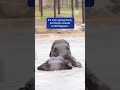 Mood Booster: Watch these Aussie elephants live their best summer life.