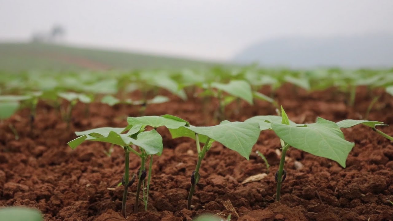 Semeadura do feijão: custos de produção e cuidados na safra!