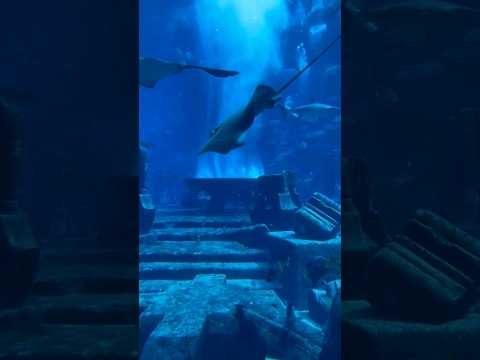 The Lost Chambers Aquarium Dubai 🦈🐟🐠#dubai #shorts #ytshorts