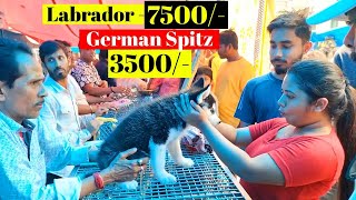 Gallif Street Pet Market Kolkata | Recent Dog Puppy Price Update | Dog Price | Galiff street kolkata