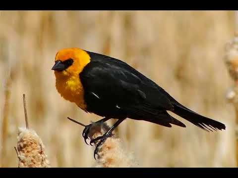 Tordo Cabeciamarillo Cantando Sonido para Llamar El Mejor