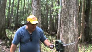 Labor Day Bigfoot Hunt in the Green Swamp