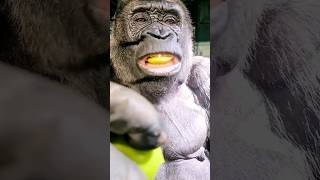 Crunchy Juicy Apple! #Gorilla #Asmr #Mukbang #Eating